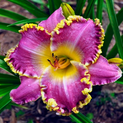 FRANK’S STAR OF BETHLEHEM
