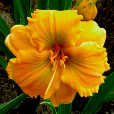 GOLDEN HIBISCUS