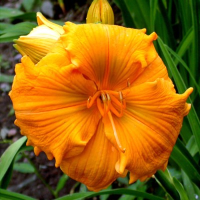GOLDEN HIBISCUS