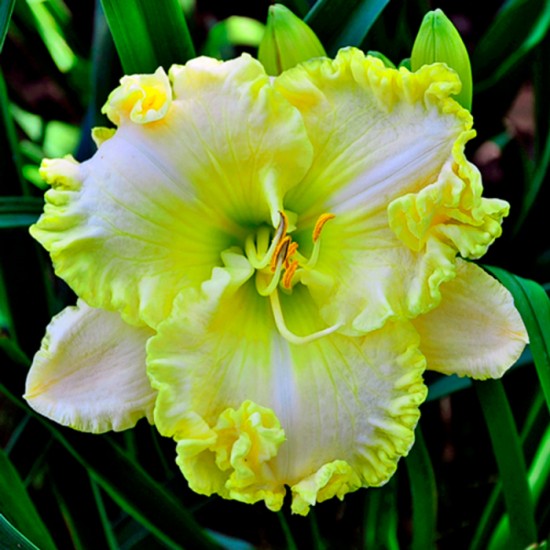 GREEN MYSTIQUE
