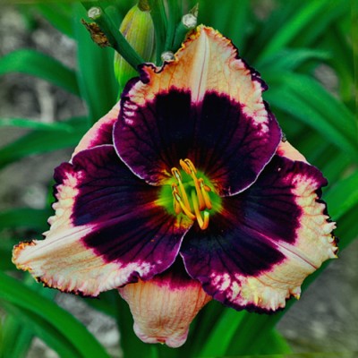 JANE TRIMMER