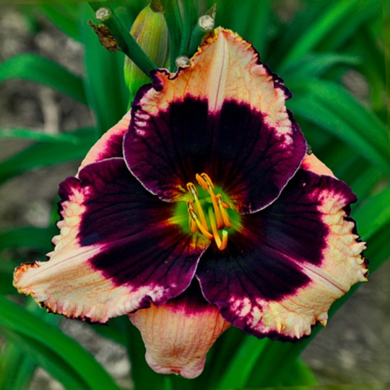 JANE TRIMMER
