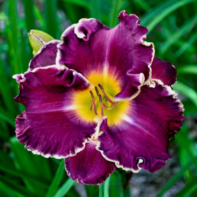 JEANNE DEAVER'S DREAM