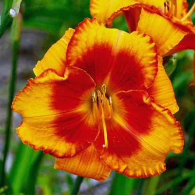 ORANGE ELECTRIC