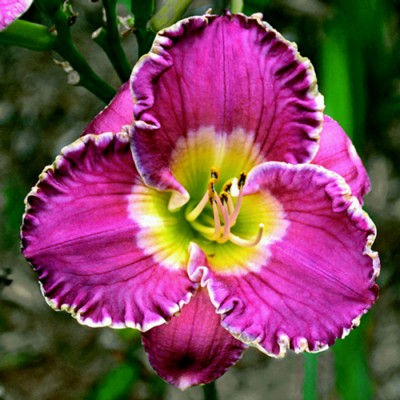 ENGLISH LAVENDER