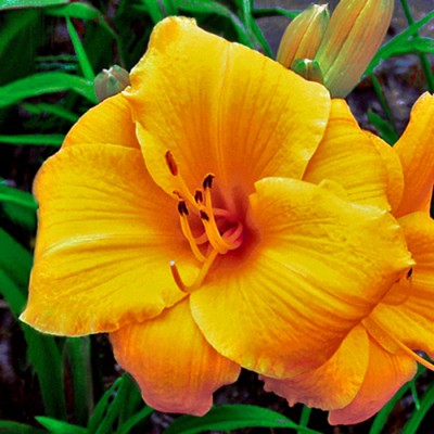 MARY'S GOLD