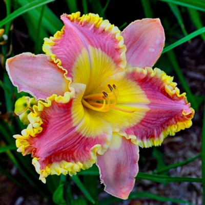 MISSISSIPPI EARL WATTS