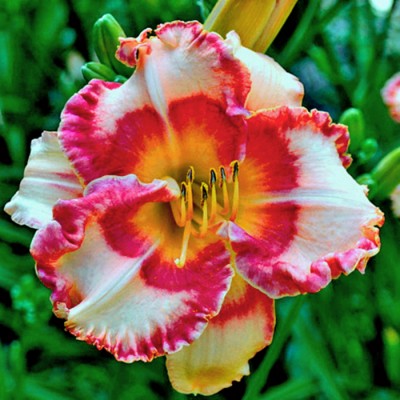 MOÑO ROSA