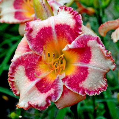 MOÑO ROSA