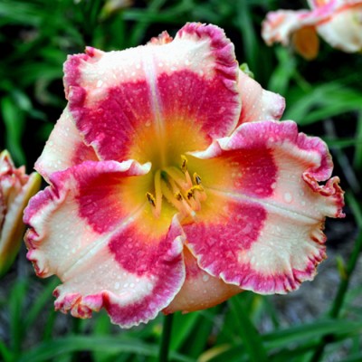 MOÑO ROSA