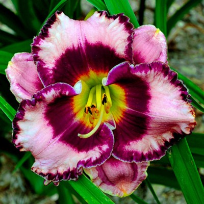 MOUNTAIN WILD FLOWER