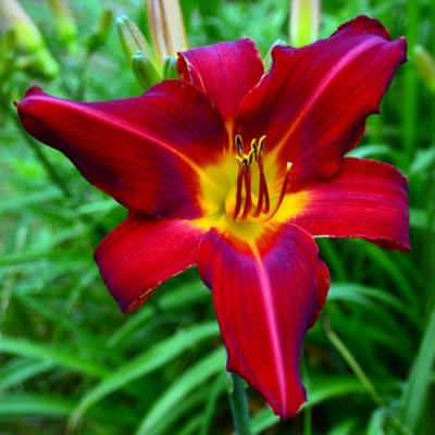 OLALLIE RED