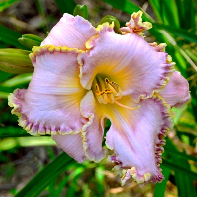 PAULETTE MILLER