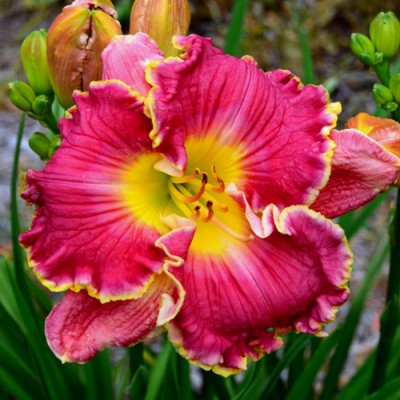 ROSE KNOCKOUT