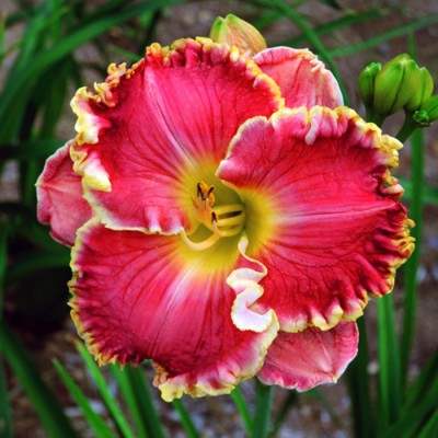 ROSE KNOCKOUT