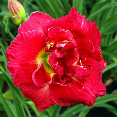 ROSE STORM