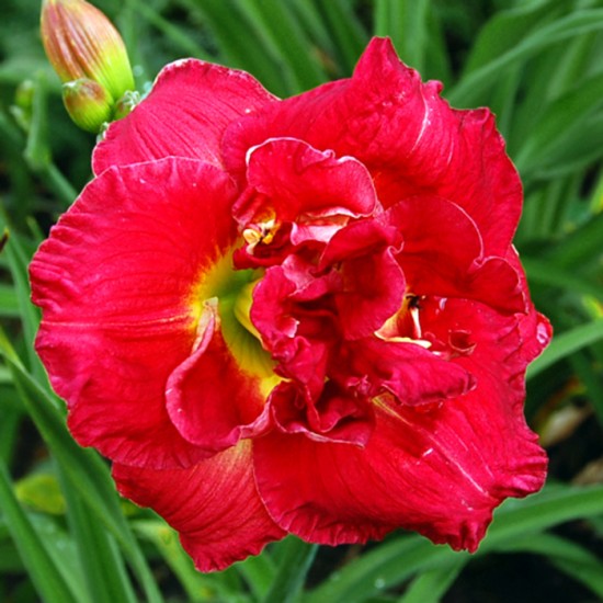 ROSE STORM