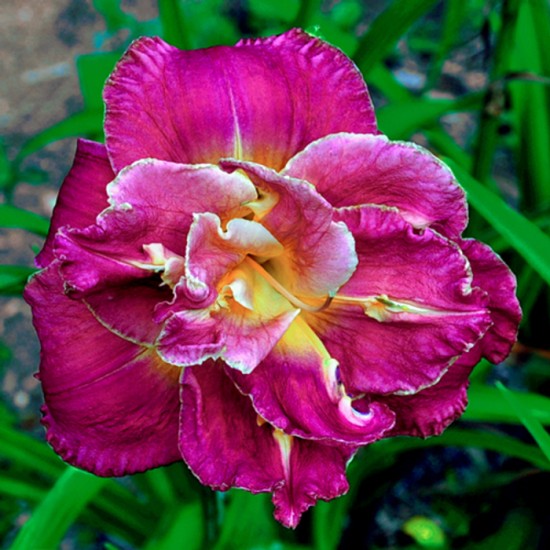 ROYAL CORSAGE