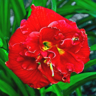 RUBY CORSAGE
