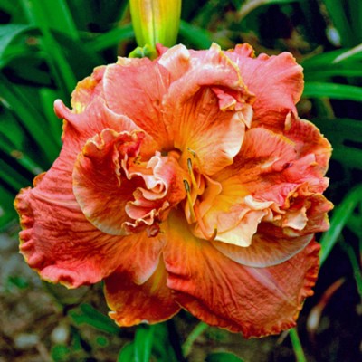 RUBY RIGSBY