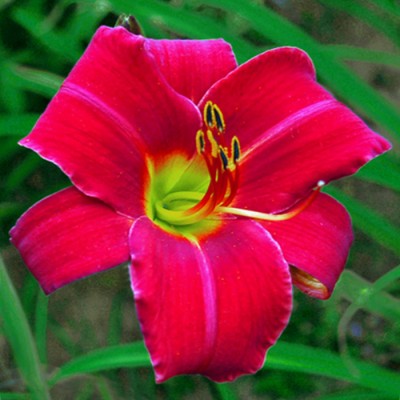 RUBY THROAT