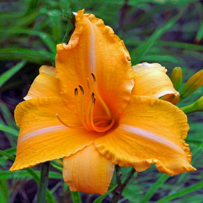 RUFFLED APRICOT