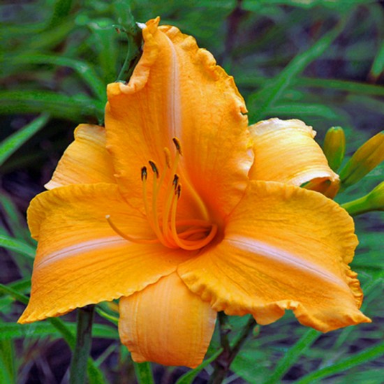 RUFFLED APRICOT