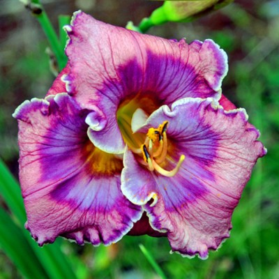 TEXAS BLUE EYES