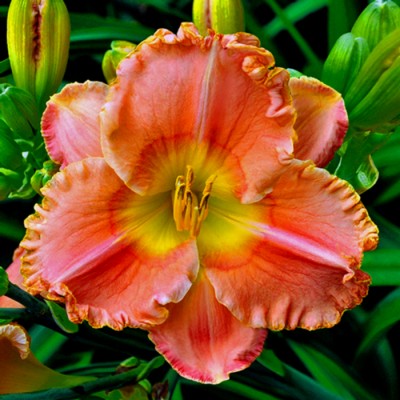 TROPICAL JEWEL