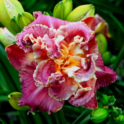 VENETIAN FRINGE