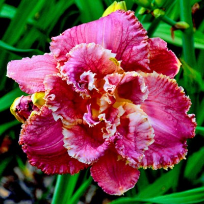 VENETIAN FRINGE