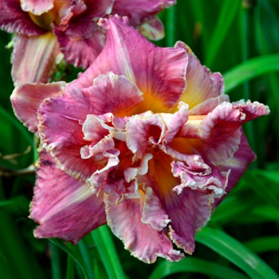 VENETIAN FRINGE