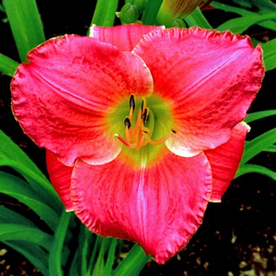 VERA BIAGLOW