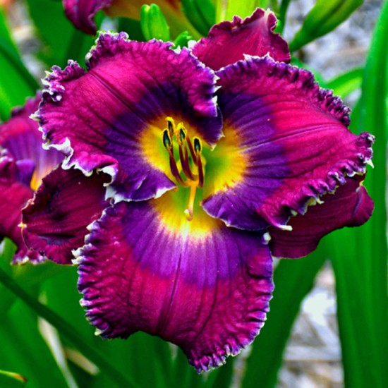 VIOLET VICTORY