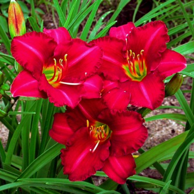 WOODSIDE RUBY