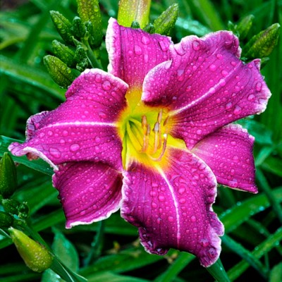 YAZOO WILD VIOLET
