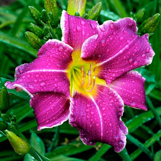 YAZOO WILD VIOLET