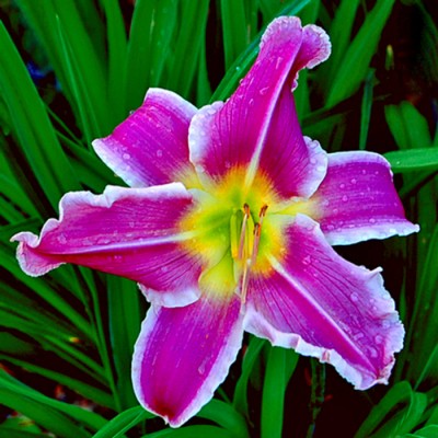 YAZOO WILD VIOLET