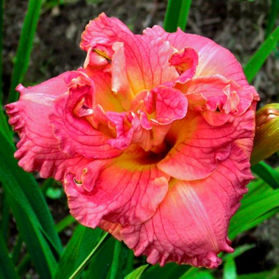 SILOAM DOUBLE CORAL