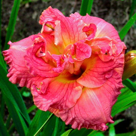 SILOAM DOUBLE CORAL