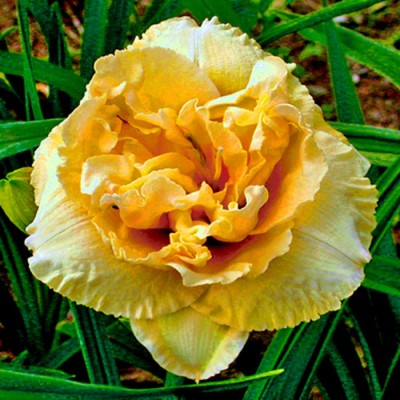 SILOAM PEONY DISPLAY