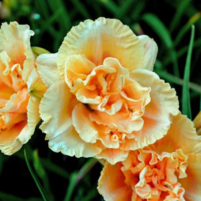 SILOAM PEONY DISPLAY