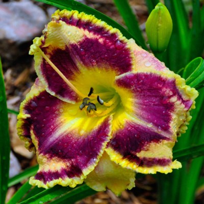 SOUTHERN DAZZLE
