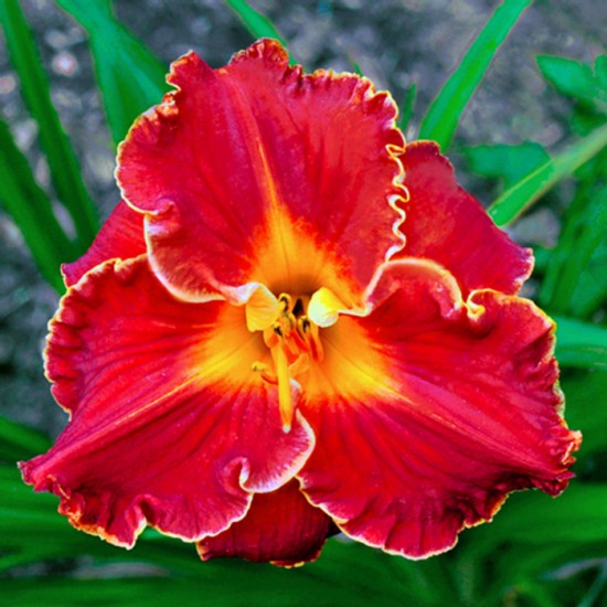 SPACECOAST BLOOD DIAMOND