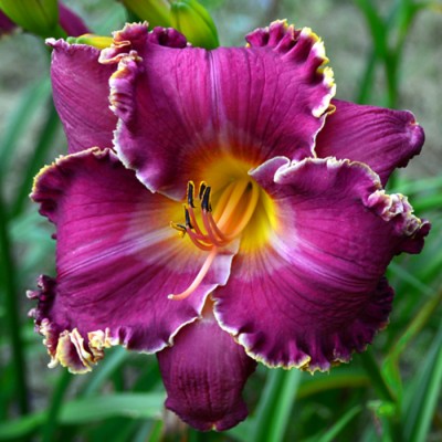 SPACECOAST BURGUNDY BELLE