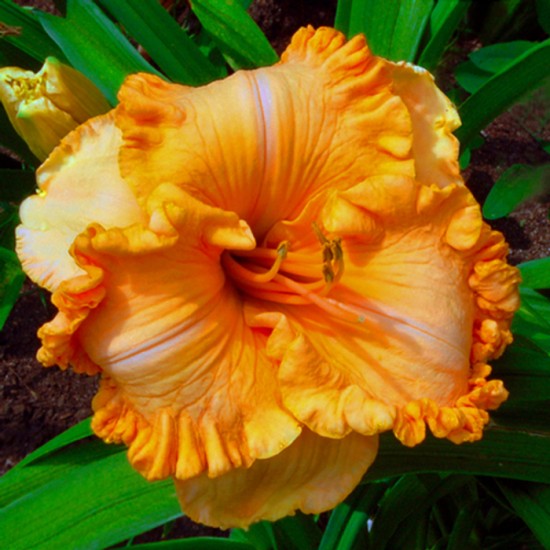 SPACECOAST CITRUS KICK