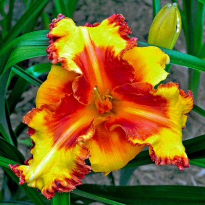 SPACECOAST OJO ROJO