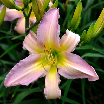 DALLAS STAR