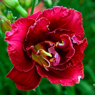 STELLAR DOUBLE ROSE