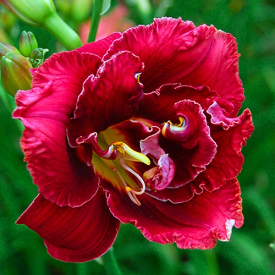 STELLAR DOUBLE ROSE